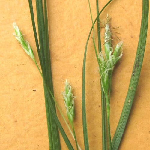 Cedar Sedge