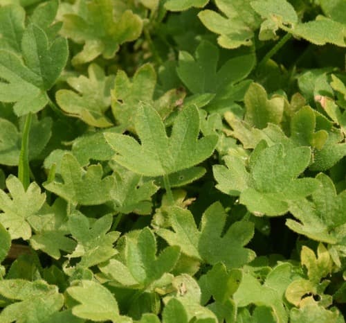 hoary bowlesia
