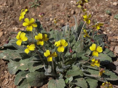 Goosefoot violet