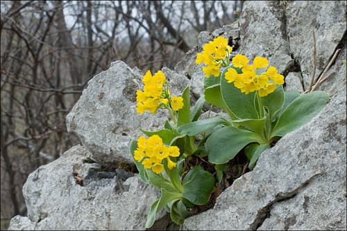Bear's Ear
