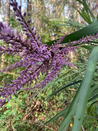 Slender Palm Lily