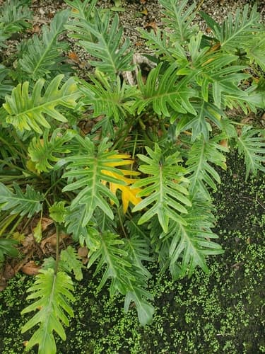 Cut-Leaf Philodendron