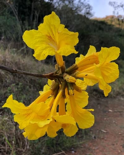 Golden trumpet tree