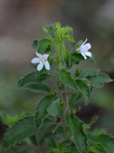 Goatweed