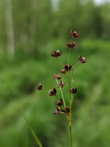 Northern Green Rush