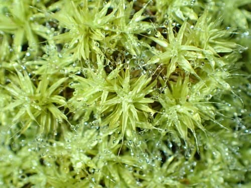 Bearded Screwmoss