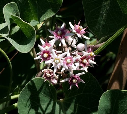 Stranglewort
