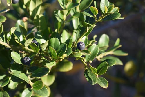 cat-thorn