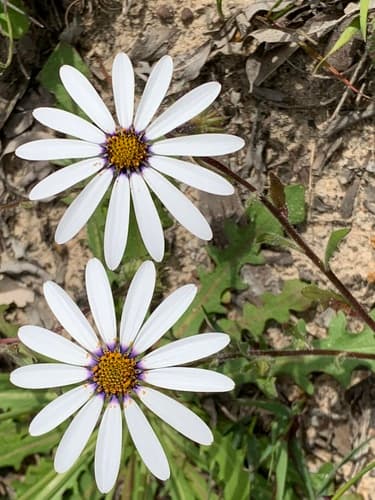 Rain Daisy