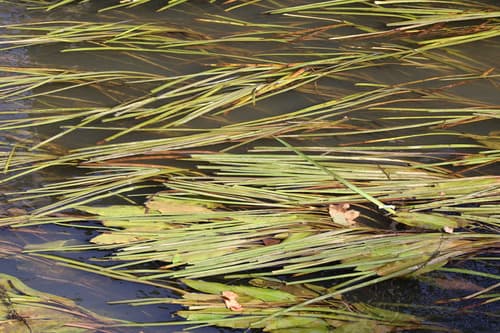Water Manna Grass