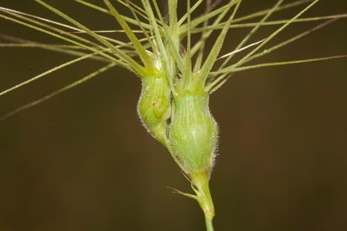 Ovate Goat Grass