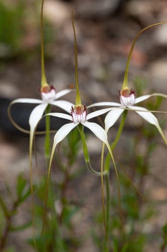 White Spider Orchid