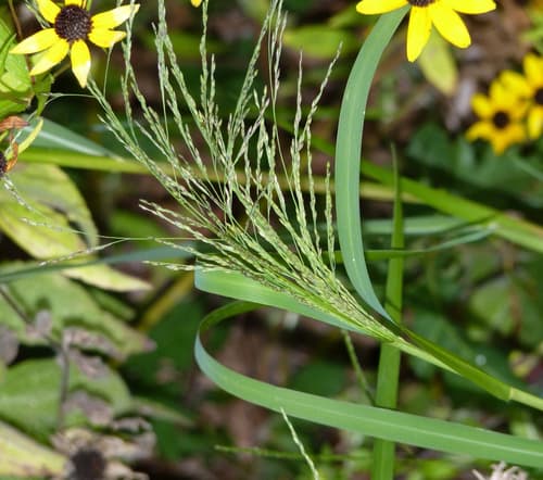 Smooth Witchgrass