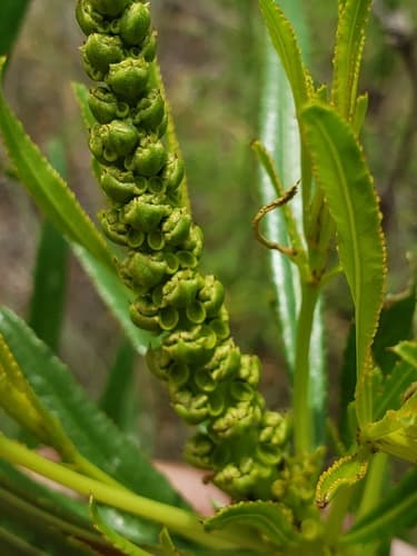 Texas Stillingia