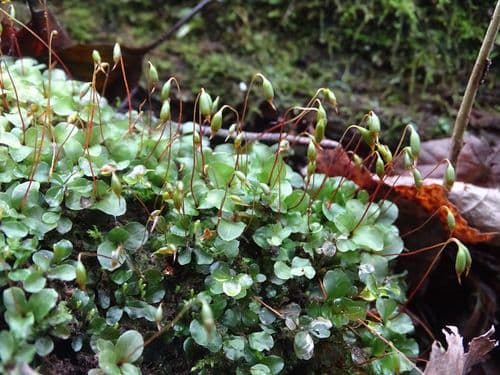 Dotted Thyme-moss Bonsai