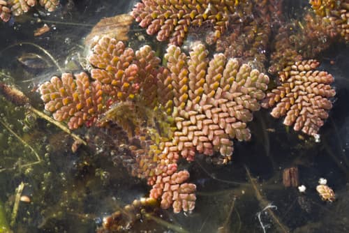 Feathered Mosquito Fern