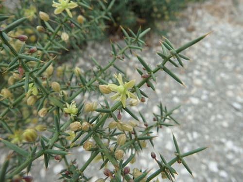 Mediterranean Asparagus