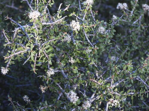 Mojave Ceanothus