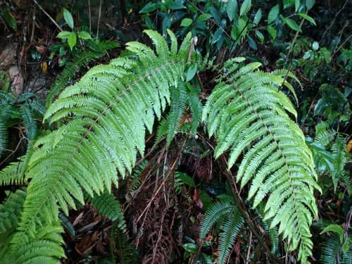 Urajiro Fern