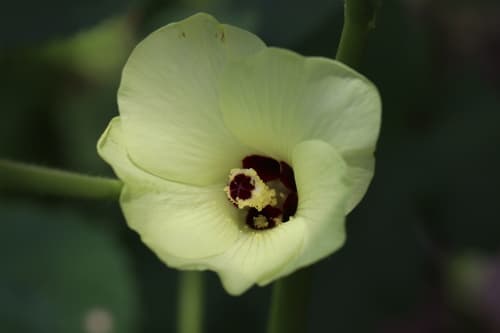 Okra