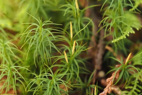 Alpine Haircap Moss