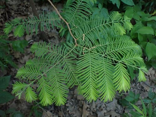Dawn Redwood Bonsai