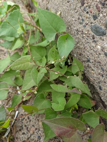 Black-bindweed Bonsai
