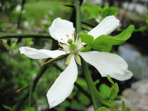 Trifoliate Orange Bonsai
