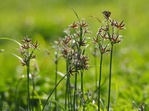 Purple Nutsedge