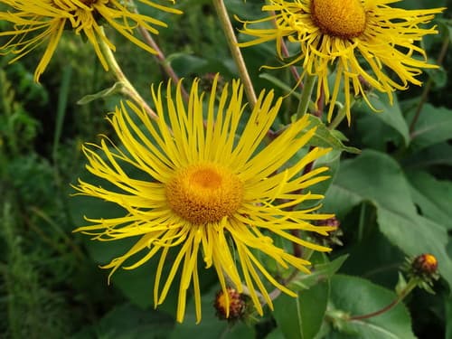 Elecampane Bonsai