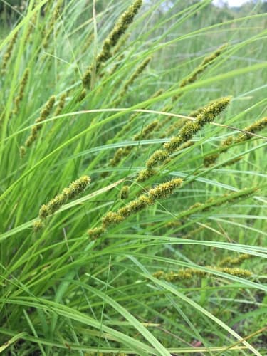Fox Sedge Plant