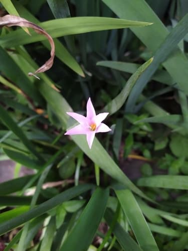 Cuban Zephyrlily
