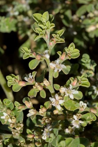 Coastal Galenia