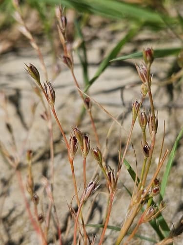 Toad rush