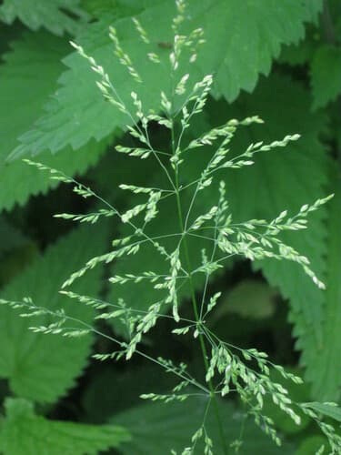 Rough Meadow-grass