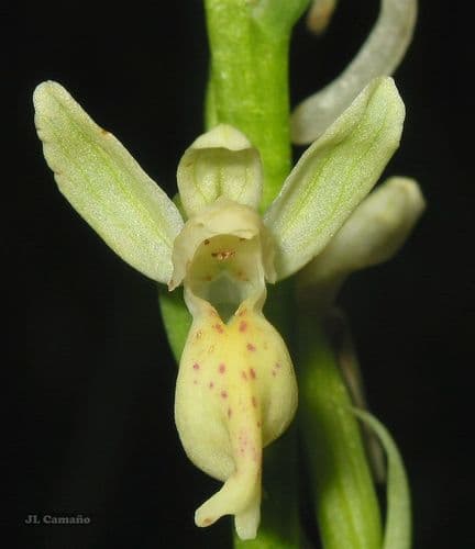 Provence Orchid