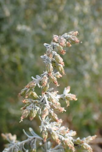 Sea Wormwood