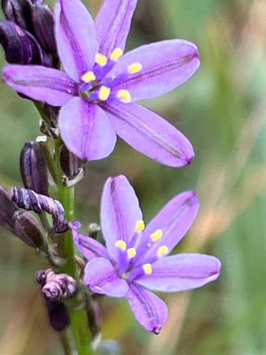 Blue Grass Lily
