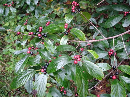 Carolina Buckthorn Bonsai