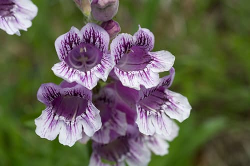 Cobaea Beardtongue