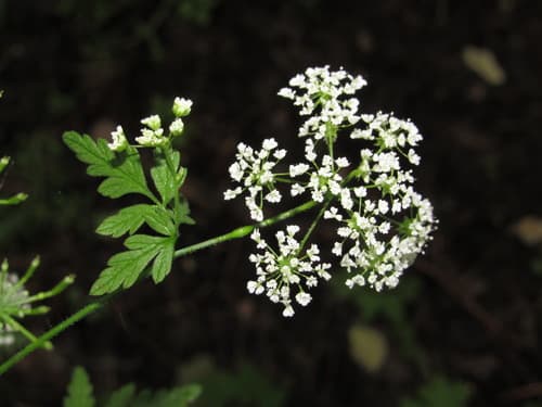 Rough chervil