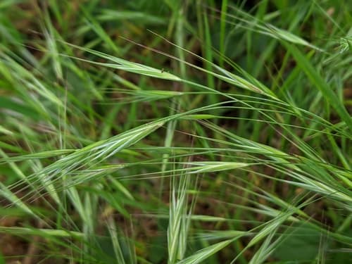 Great Brome