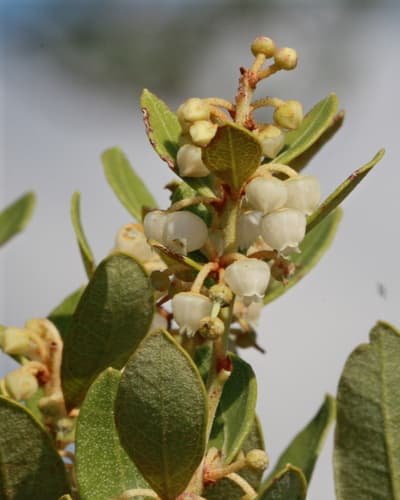 Coastal Plain Staggerbush