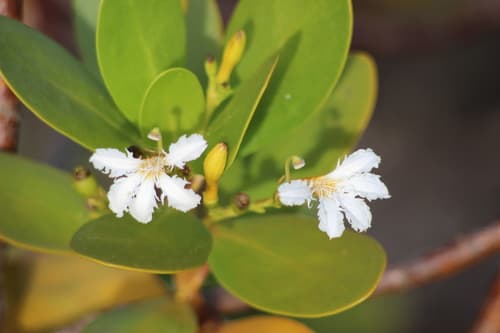Coastal Inkberry