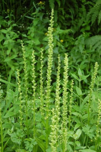 Slender Bog Orchid