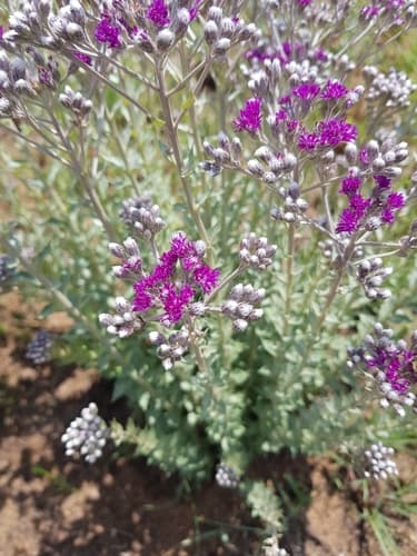 Bicolour Vernonia