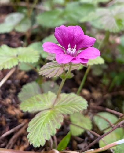Arctic Raspberry
