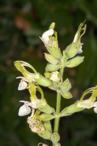 Yellow Germander