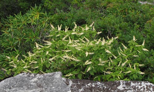 Mountain Sweet Pepperbush
