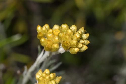 Shrubby Everlasting Bonsai